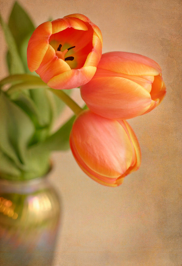 Three Tulips Photograph by David and Carol Kelly