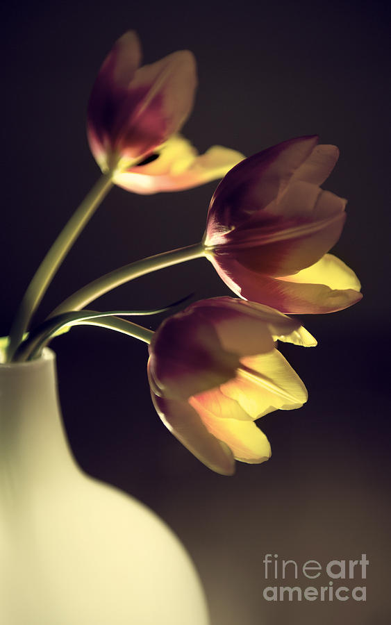 Three tulips Photograph by Jaroslaw Blaminsky