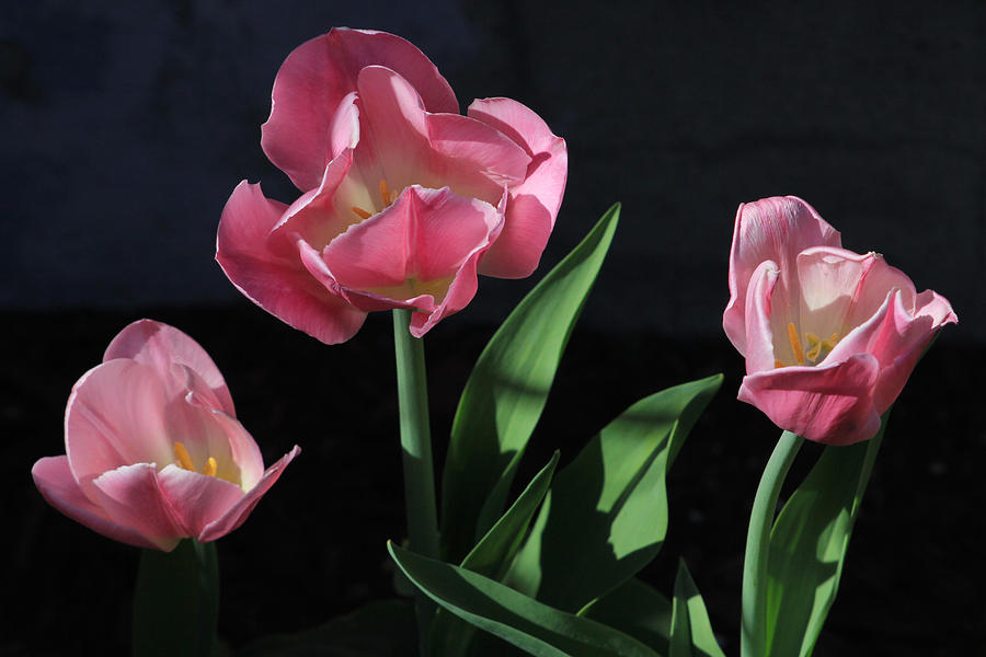Three Tulips Photograph by Jim Vance