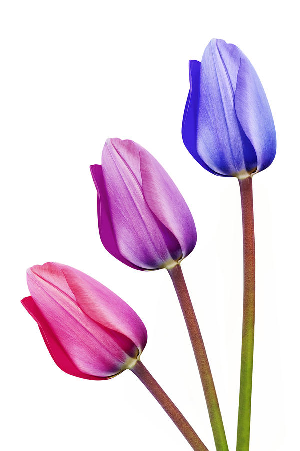 purple and pink tulip flower