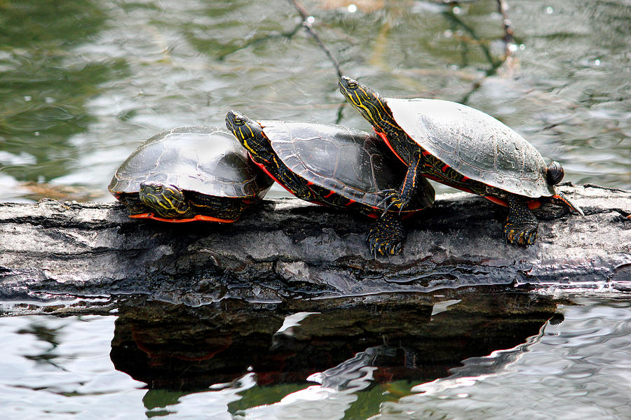 Three Turtles Photograph by Brook Burling - Fine Art America