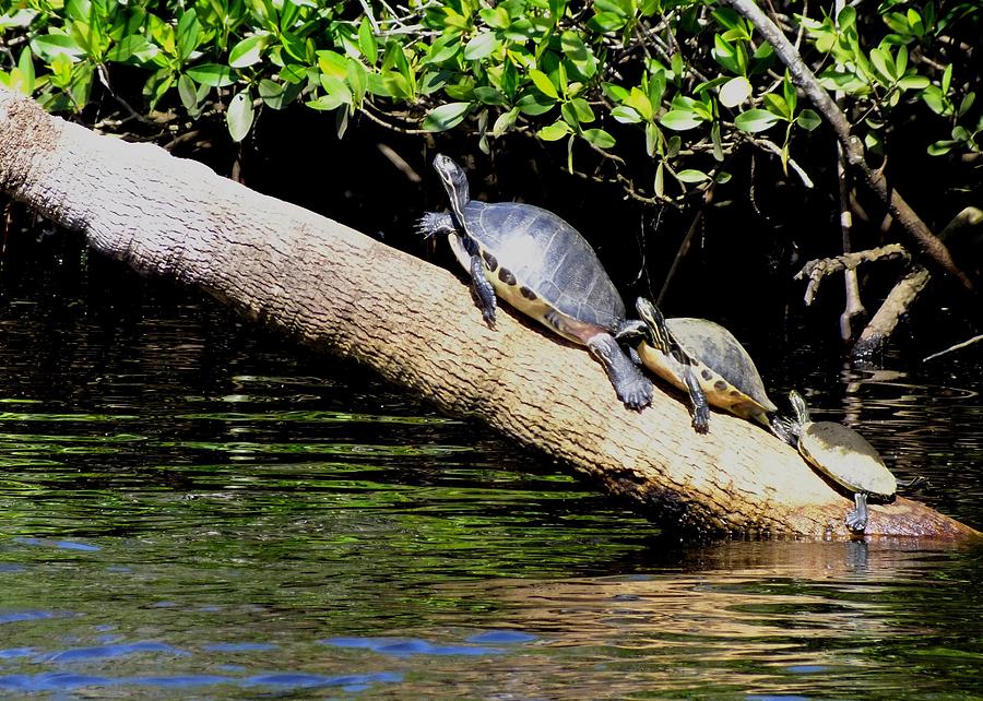 Three Turtles on a Tree Trunk Photograph by Peggy King