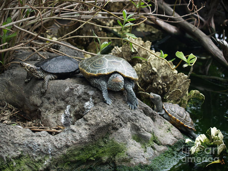 Three Turtles Photograph by Robin Pedrero