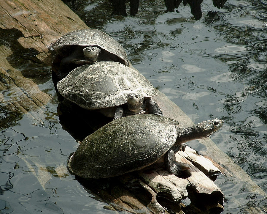 Wildlife Photograph - Three Turtles by Tanya Hamell