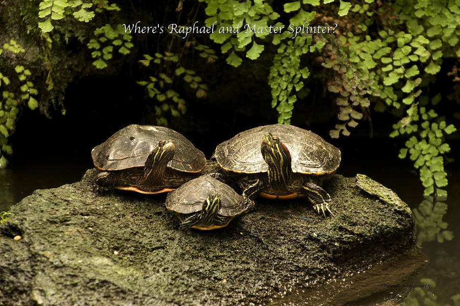Raphael Photograph - Three Turtles by Thomas Woolworth