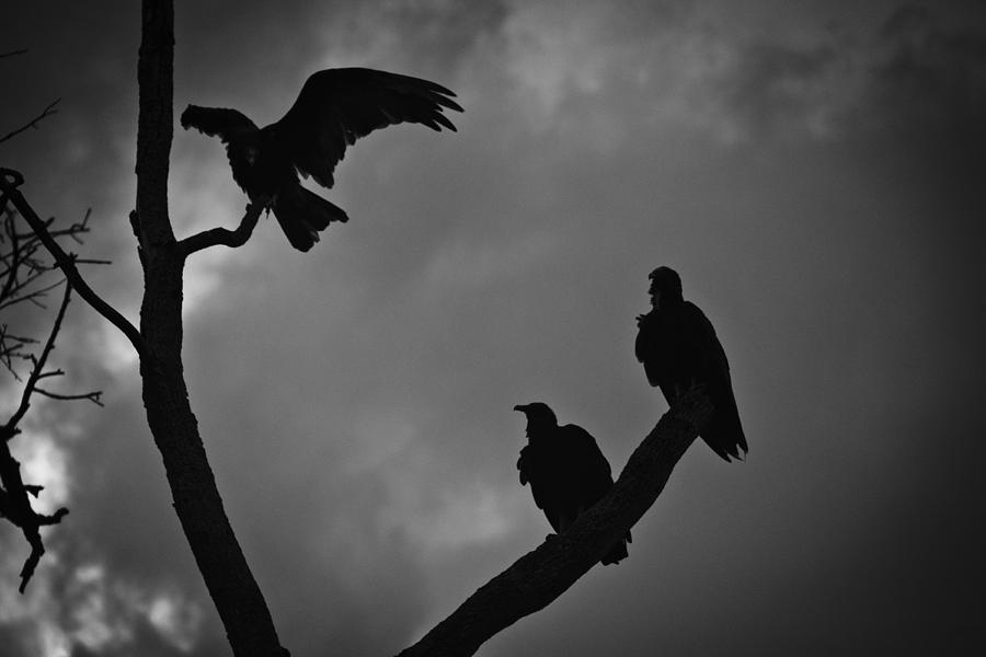 Three Vultures Photograph by Bradley R Youngberg