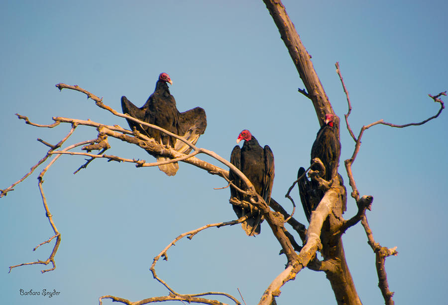 Three Vultures In A Dead Tree Photograph by Barbara Snyder
