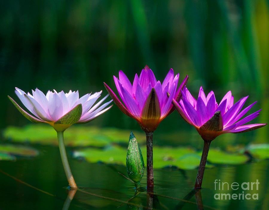 Three Water Lilies Photograph by Chris Scroggins