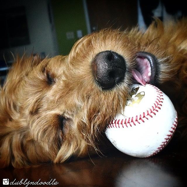 Dog Photograph - Three Weeks Until The Red Sox Season by Dublyn Slobodnik