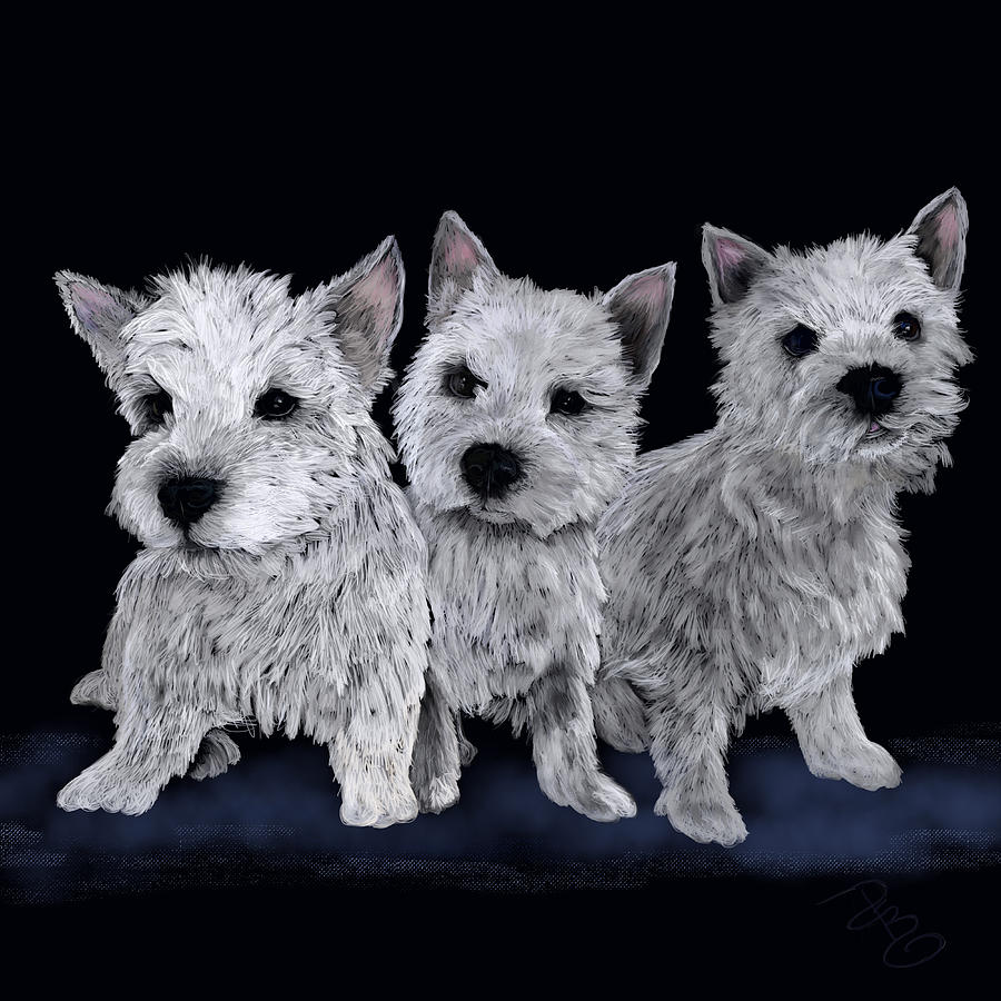 Three Westie Puppies Digital Art by Debra Baldwin