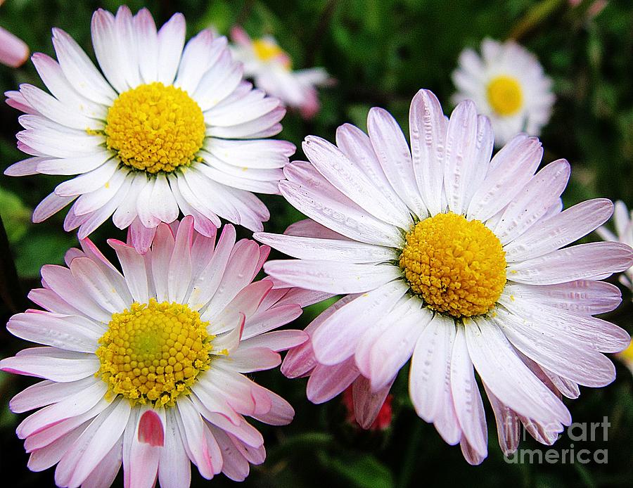 Three white and pink daisies Photograph by Karin Ravasio