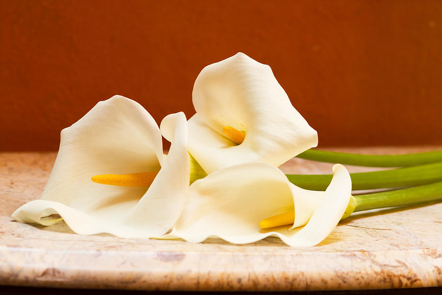 Three White Callas Photograph by Lindley Johnson