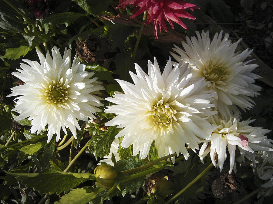 Three White Dahlias Photograph by Nafets Nuarb - Pixels