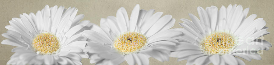 Three White Daisies Photograph by Eden Baed