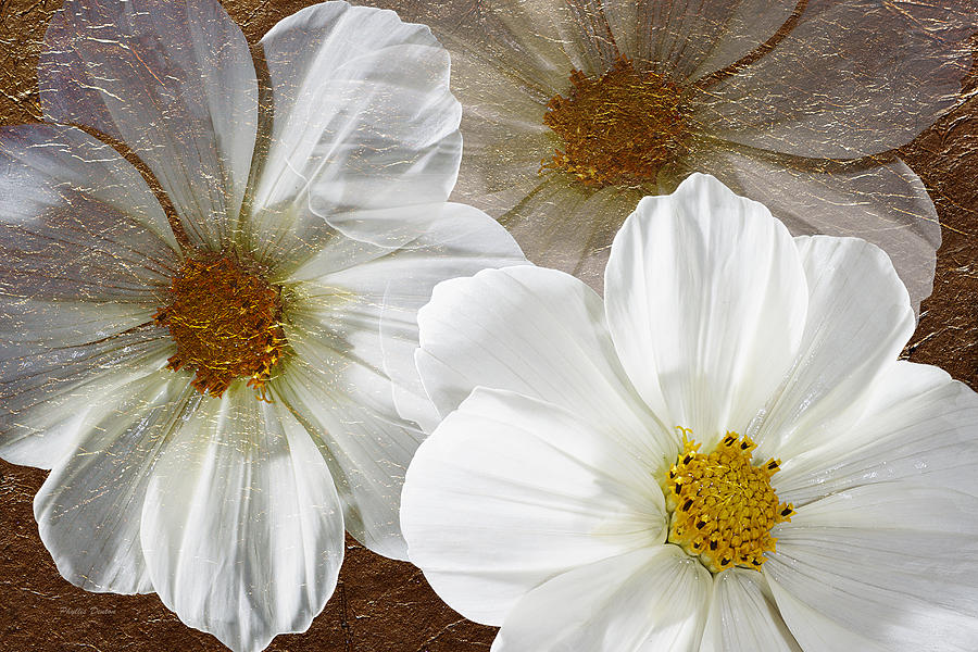 Three White Flowers On Gold Leaf Photograph by Phyllis Denton