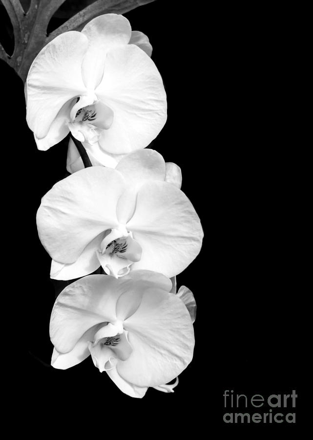 Black And White Photograph - Three White Moth Orchids by Sabrina L Ryan