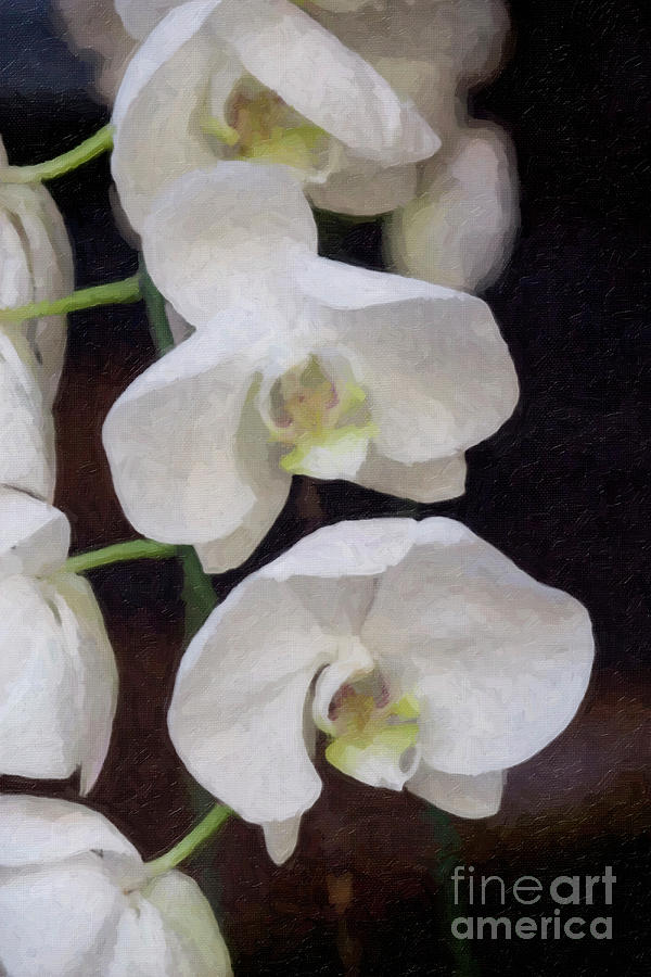 Three  White Orchids Photograph by Linda Matlow