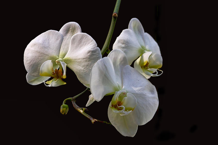Three White Orchids on Black Photograph by Peggy Collins