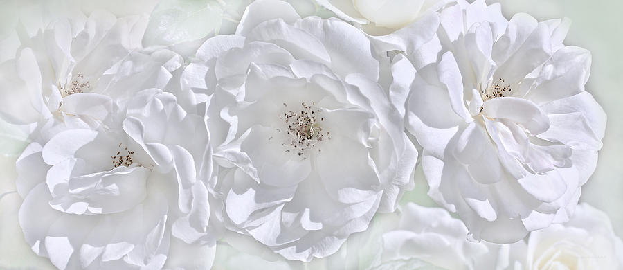 Nature Photograph - Three White Roses by Jennie Marie Schell