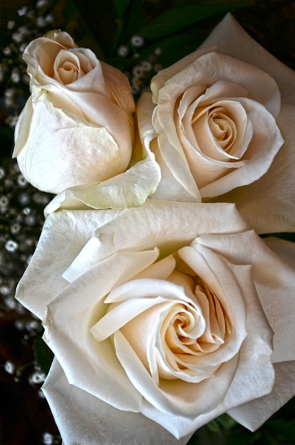 Three White Roses Photograph by Sandi OReilly
