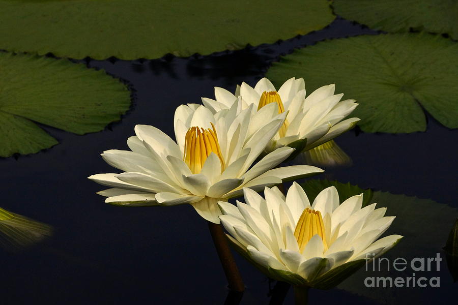 Nymphaea Photograph - Three White Tropical Water Lilies by Byron Varvarigos