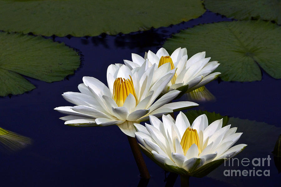Nymphaea Photograph - Three White Tropical Water Lilies version 2 by Byron Varvarigos
