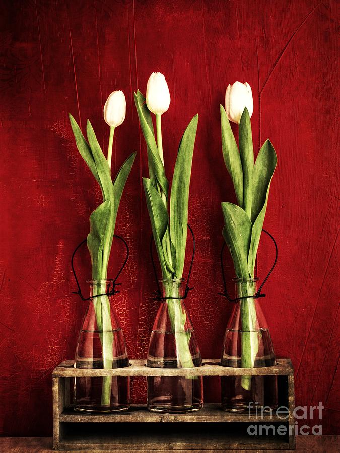 Three White Tulips Floral Photograph by Edward Fielding