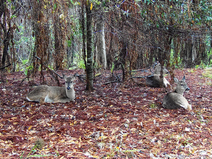 Three Whitetail does 000 Photograph by Christopher Mercer