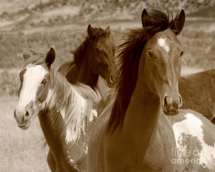 Three Wild Horses Grazing On Navajo Indian Reservation  Photograph by Jerry Cowart