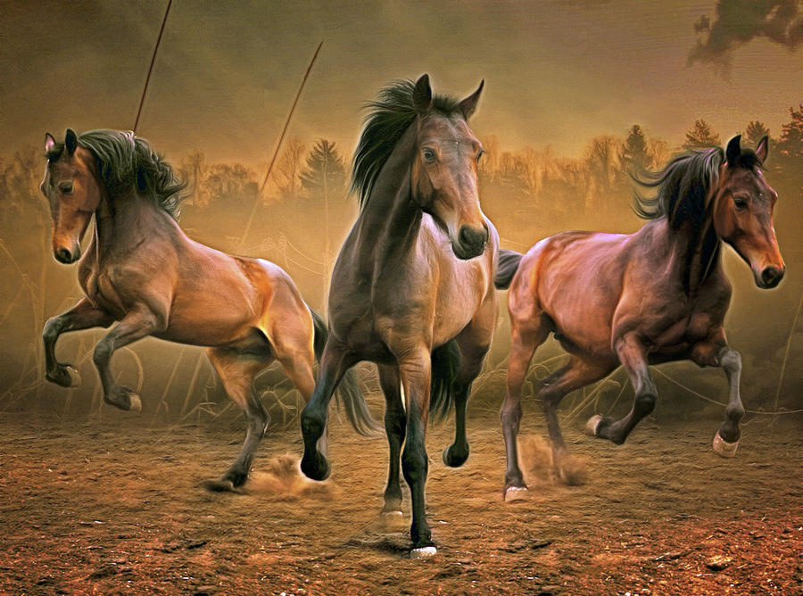 Three Wild Horses Photograph by Henri Leduc