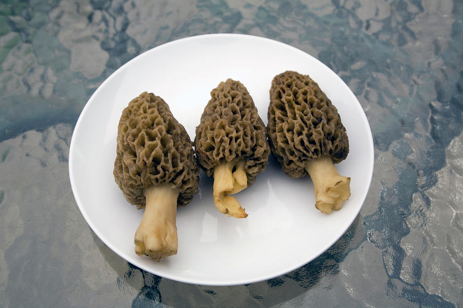 Three Wild Morel Mushrooms On A Plate Photograph by Snap Decision