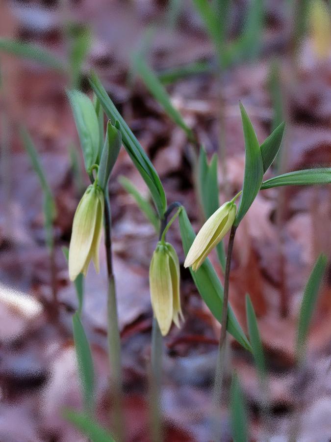 Nature Photograph - Three Bellwort Wildflowers by MTBobbins Photography