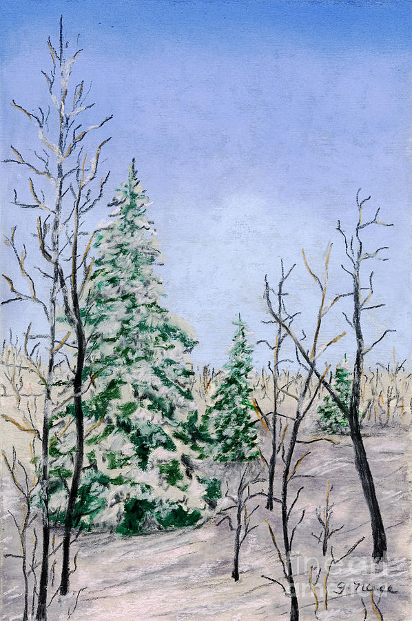 Three Winter Evergreens Pastel by Ginny Neece