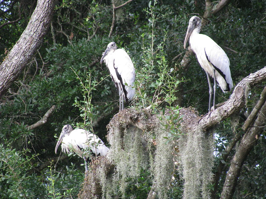 Three Wood Storks Photograph by Ellen Meakin