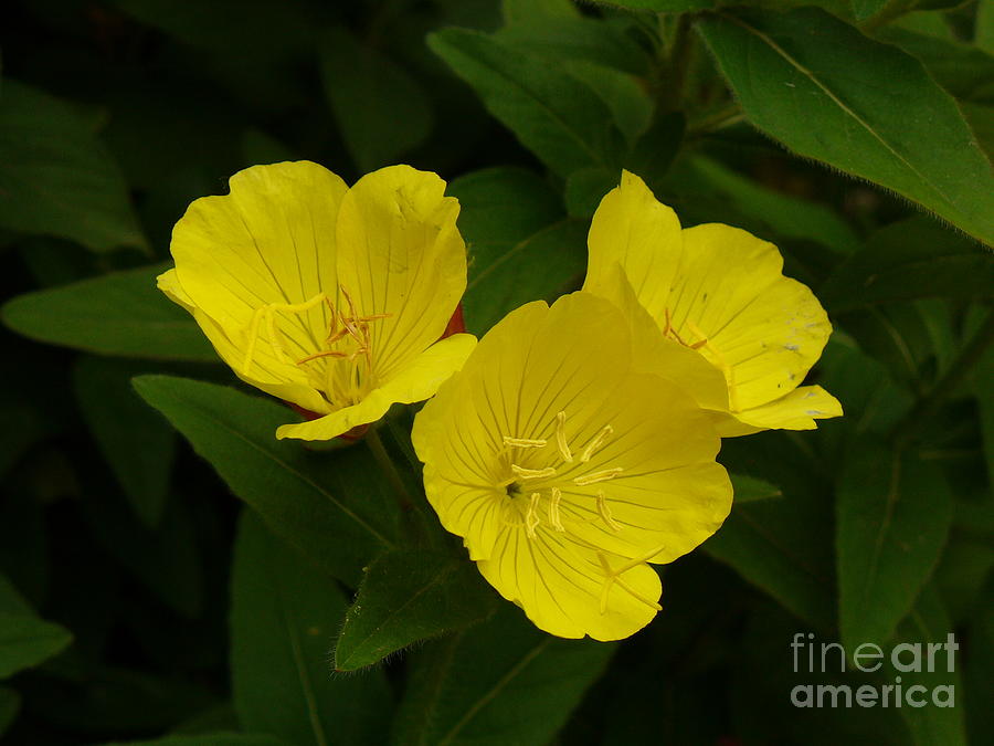 Three  Yellow Buttercups  Photograph by Lingfai Leung