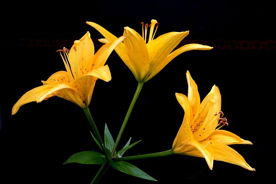Three Yellow Lillies Photograph by Jim Vance