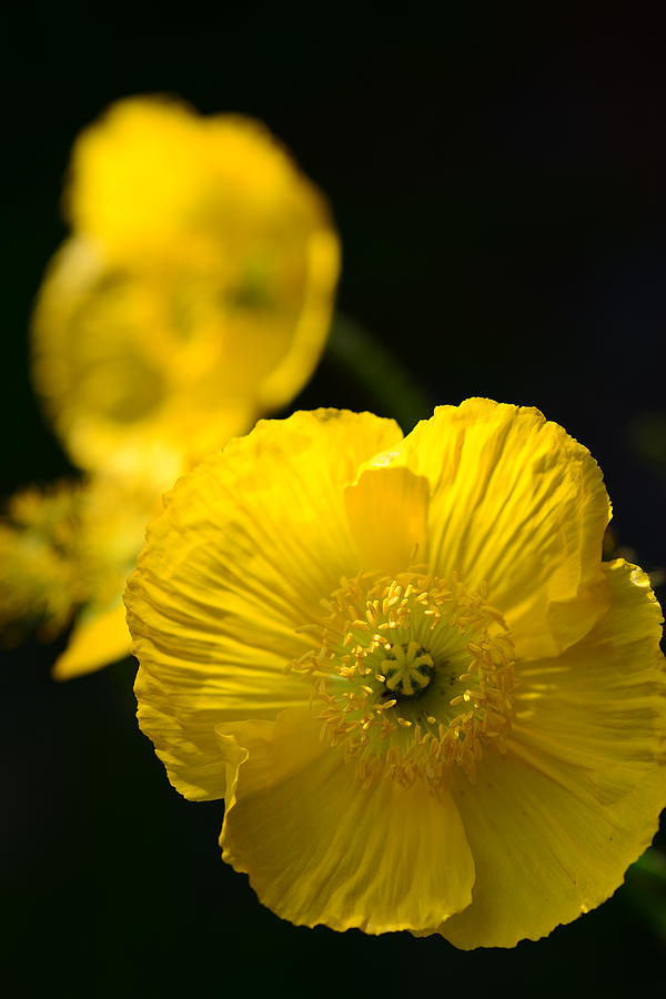 Three Yellow Poppies Photograph by Ronda Broatch