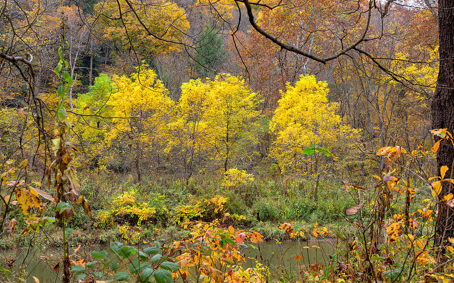 Three Yellow Trees Photograph by John M Bailey