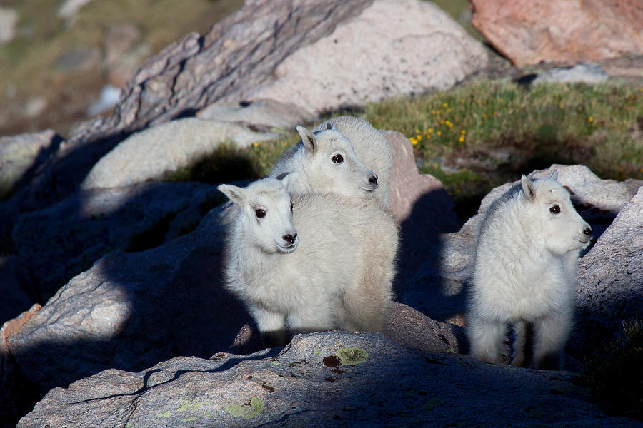 Three Young Amigos Photograph by Jim Garrison