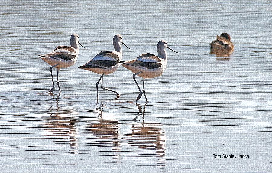 Three Young Avocets And A Duck Photograph by Tom Janca