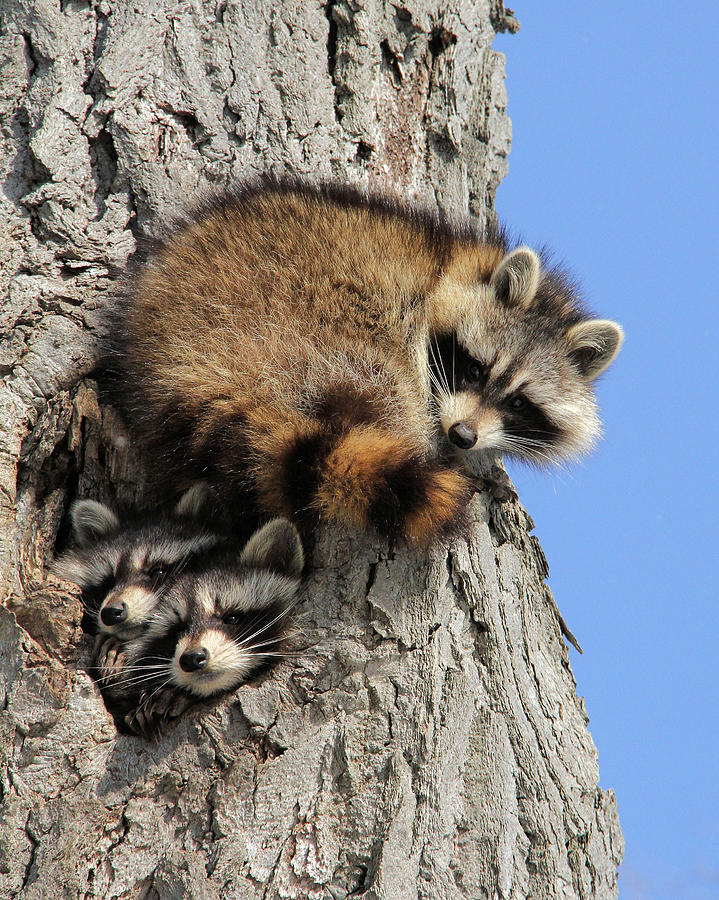 Three young Raccoons Photograph by Doris Potter