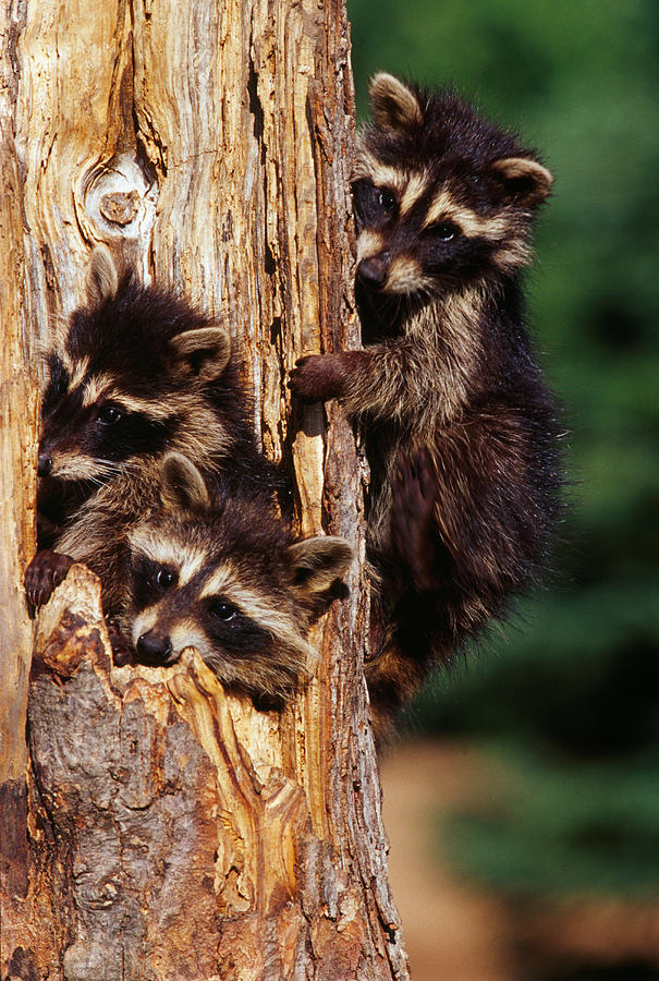 Three Young Raccoons In Hollow Tree Photograph by Panoramic Images - Pixels