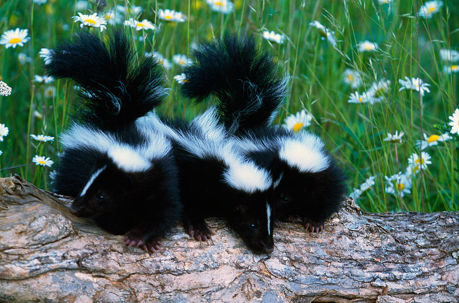 Three Young Skunks On Log In Wildflower Photograph by Panoramic Images