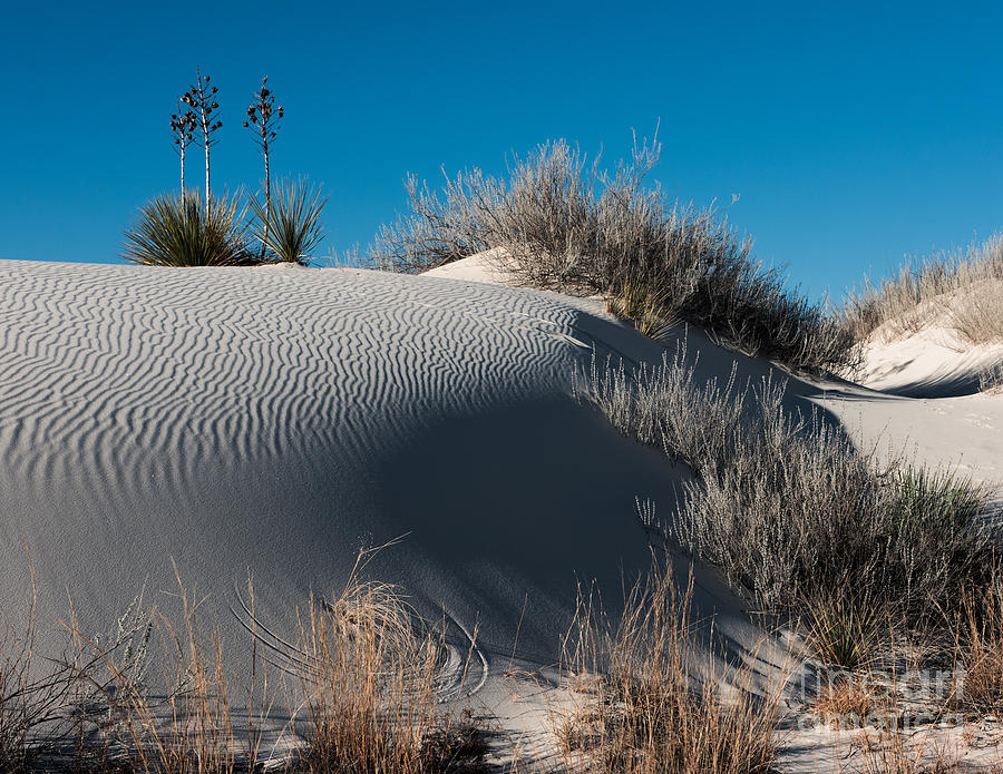 Three Yuccas on the Dune Photograph by Sherry Davis