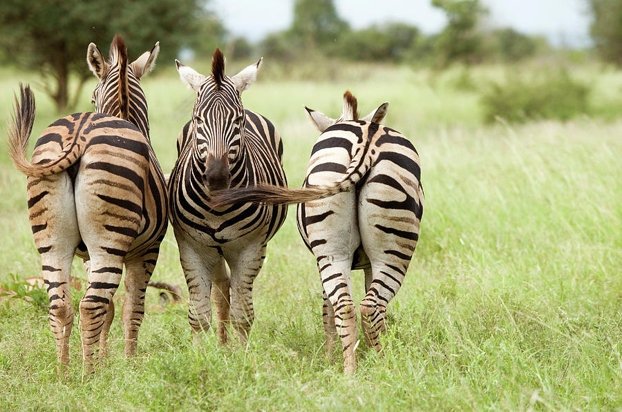 Three Zebra Equus Burchelli Standing Photograph by Kerstin Geier