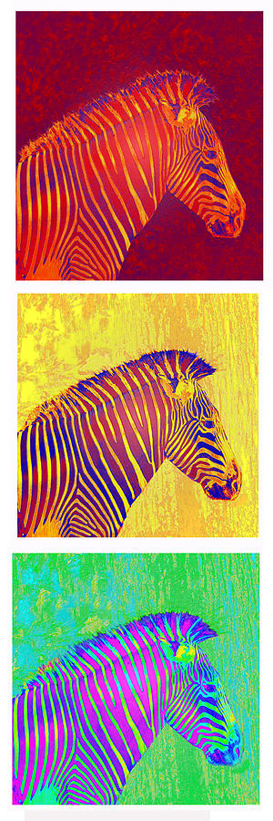 Zebra Digital Art - Three Zebras 2 by Jane Schnetlage