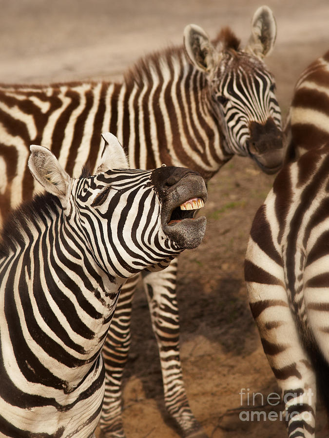 Three Zebras close together Photograph by Nick  Biemans