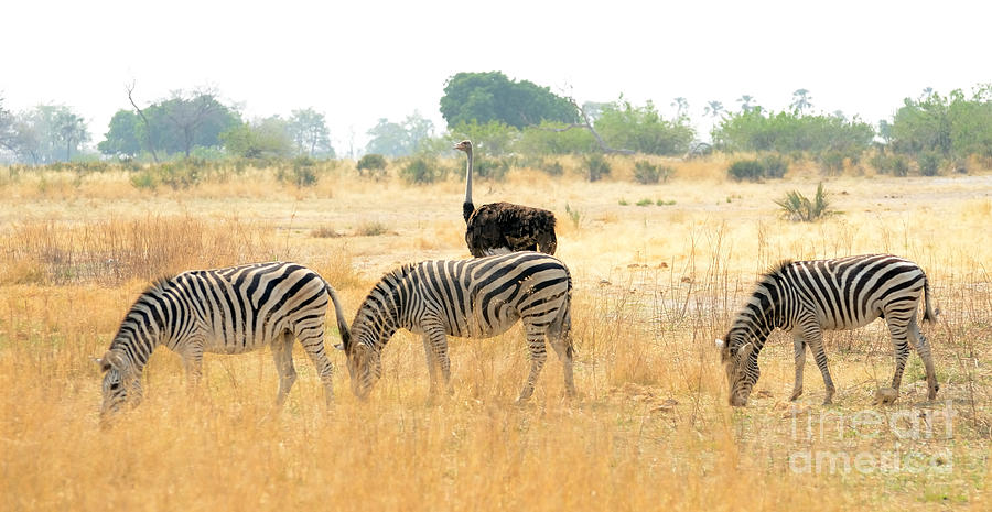 Three Zebras Feeding With Ostrich Photograph by Tom Wurl