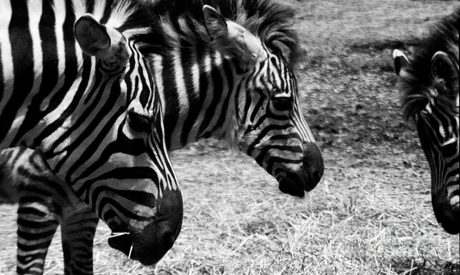 Three Zebras Photograph by Tom Brickhouse