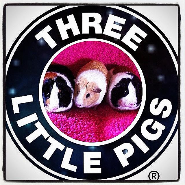 Love Photograph - #threeltlpigs #guineapigs #love #pets by Paige Allshouse